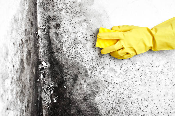 Best Black Mold Removal  in St Rose, LA